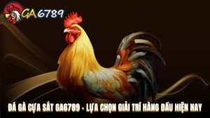 Đá gà cựa sắt Ga6789